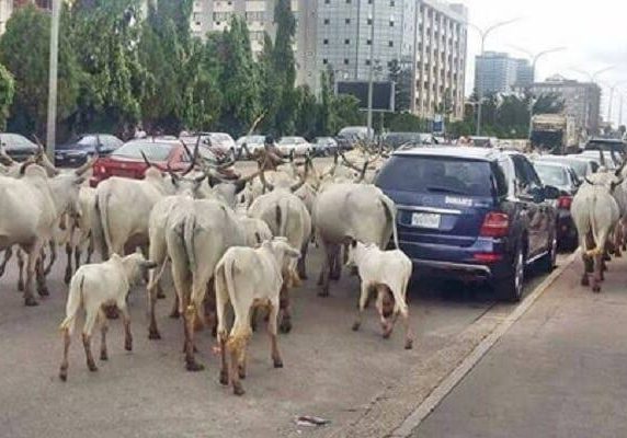 Presidency engages Miyetti-Allah leaders to curb cattle roaming in Abuja — Daily Nigerian