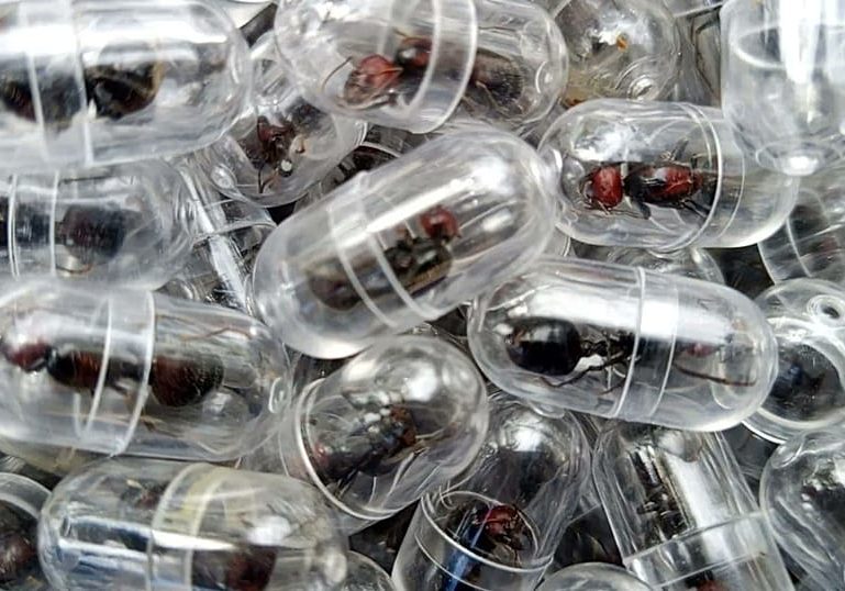 Chinese man arrested in Kenya with 2,000 live queen ants at Nairobi airport