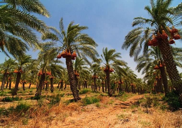 Jigawa to cultivate 10,000 date palms in drive for export expansion