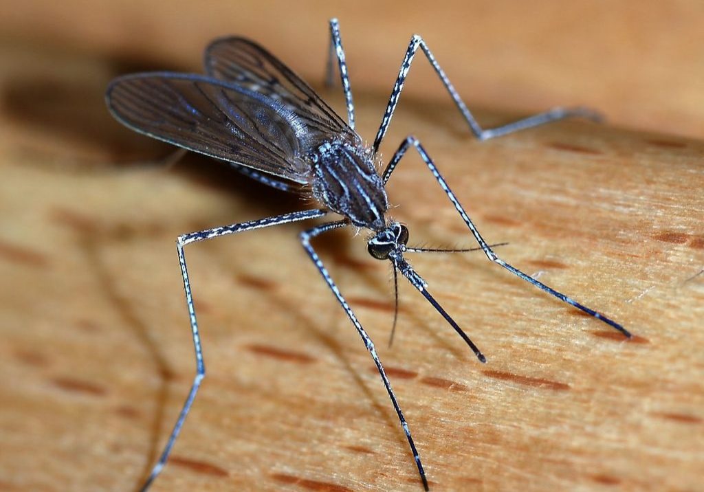 Lagos records over 978,000 malaria cases in 2025