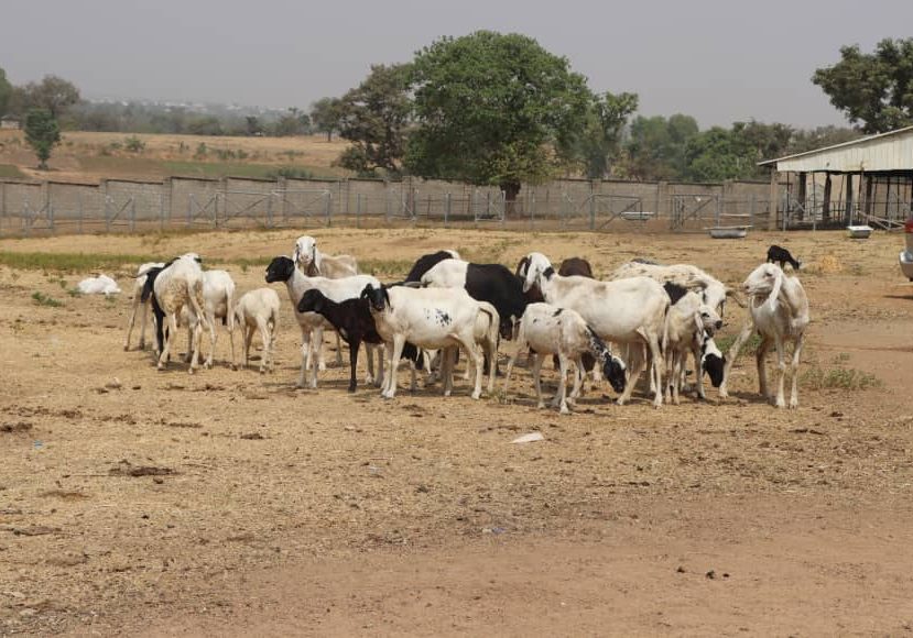 FG, private sector align on $50bn livestock investment to drive $74bn growth target