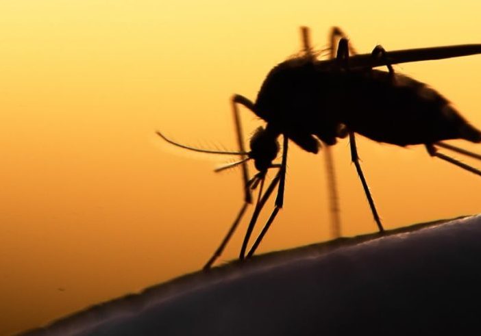 Nigerian govt targets 50% reduction in malaria burden by 2030 — Daily Nigerian