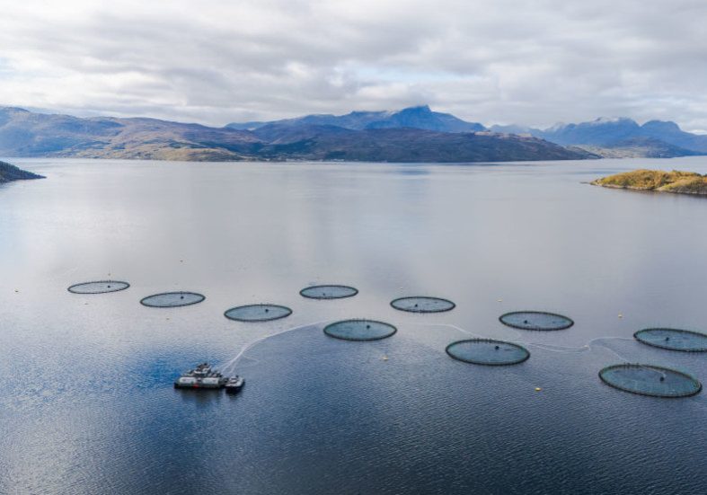Norway’s fish farm waste ‘triple the country’s sewage’ – report — RT Business News