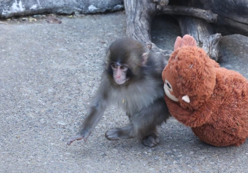 Is Punch the monkey OK? Here are the latest updates.