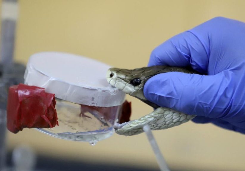 Running after snakebite can kill - Clinician demands overhaul of public health information space