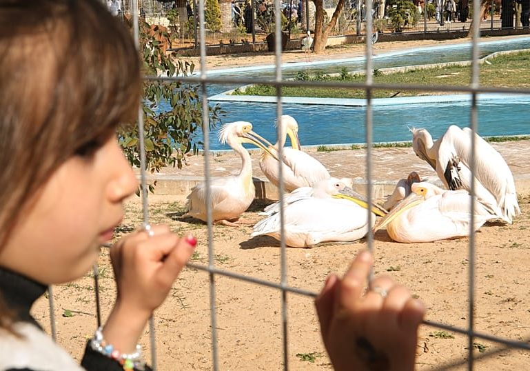 Tripoli zoo reopens to offer Libyans rare respite from violence