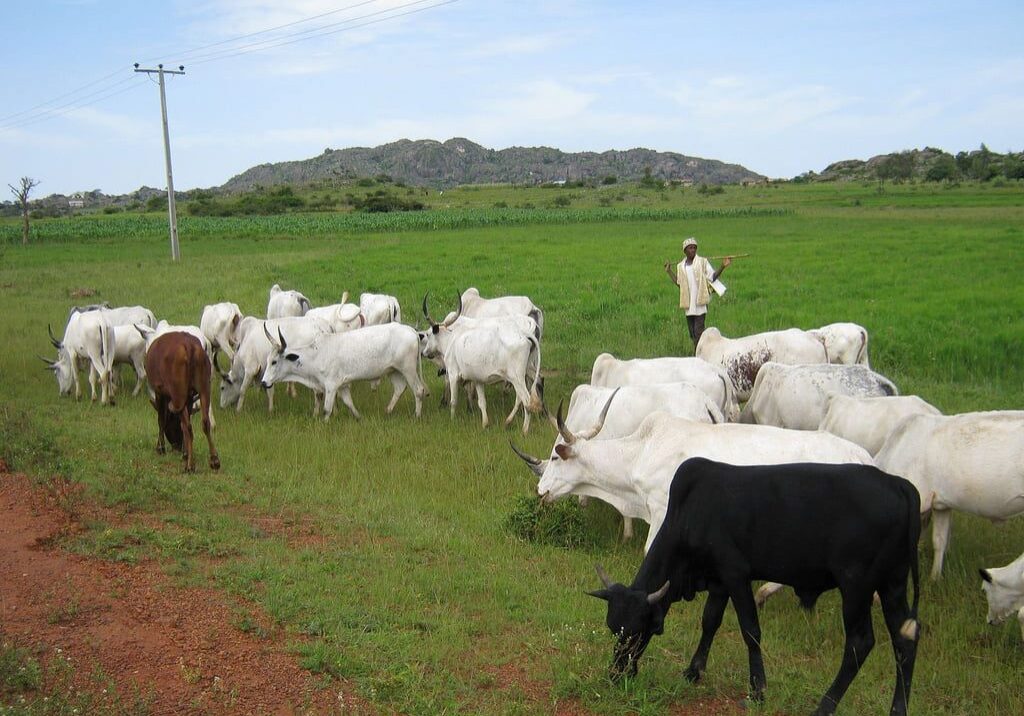 ‘Enough of this madness’ - South-East youths give Fulani herdsmen ‘Enough of this madness’ - South-East youths give Fulani herdsmen 48 hours to vacate Enugu